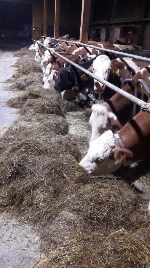 Schusterbauernhof Διαμέρισμα Bad Mitterndorf Εξωτερικό φωτογραφία